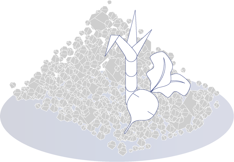 Illustration mit Zuckerkristallen und einer Zuckerrübe.